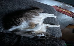 Maine Coon cats for sale: Beautiful Maine Coon Girl - Image 5