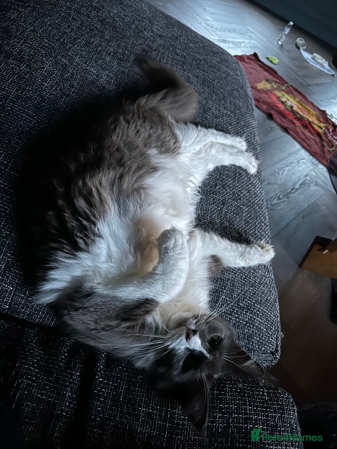 Maine Coon cats for sale: Beautiful Maine Coon Girl - Image 5