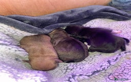 Pug dogs for sale: Pedigree pug puppies  - Image 3