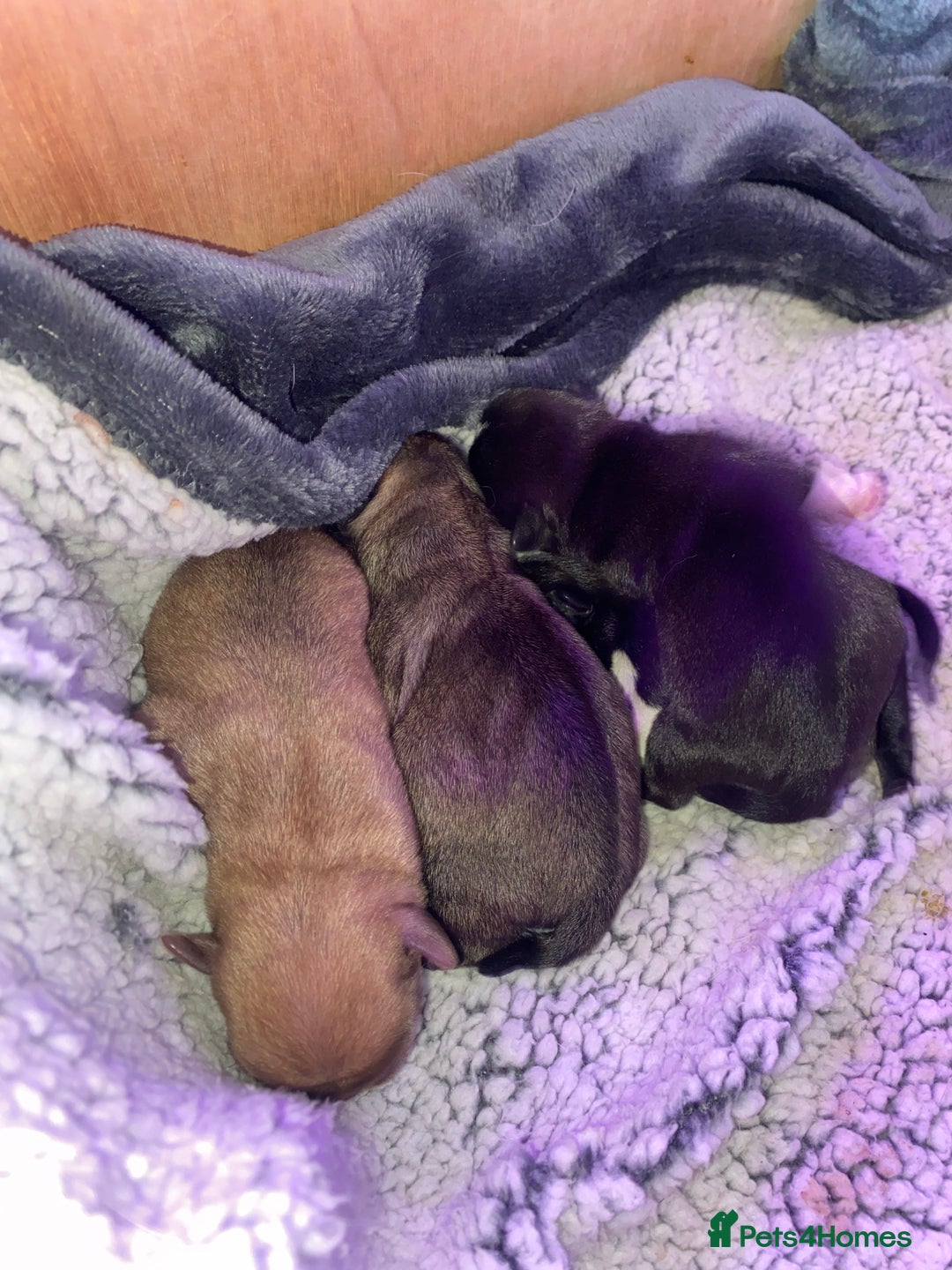Pug dogs for sale: Pedigree pug puppies  - Image 3