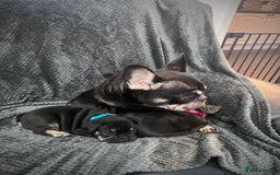 French Bulldog dogs for sale: Gorgeous Puppies ready to be reserved  - Image 26