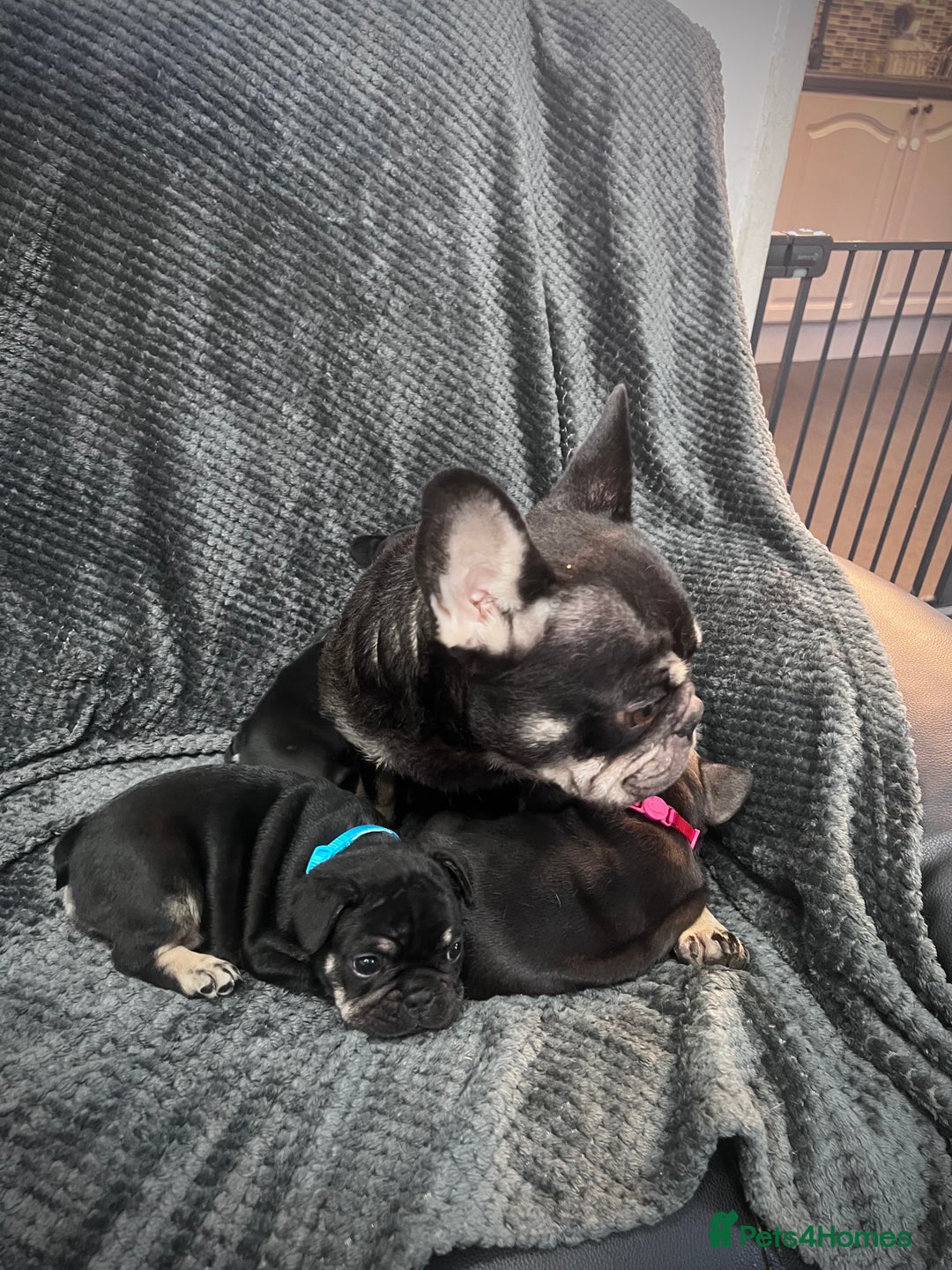 French Bulldog dogs for sale: Gorgeous Puppies ready to be reserved  - Image 26