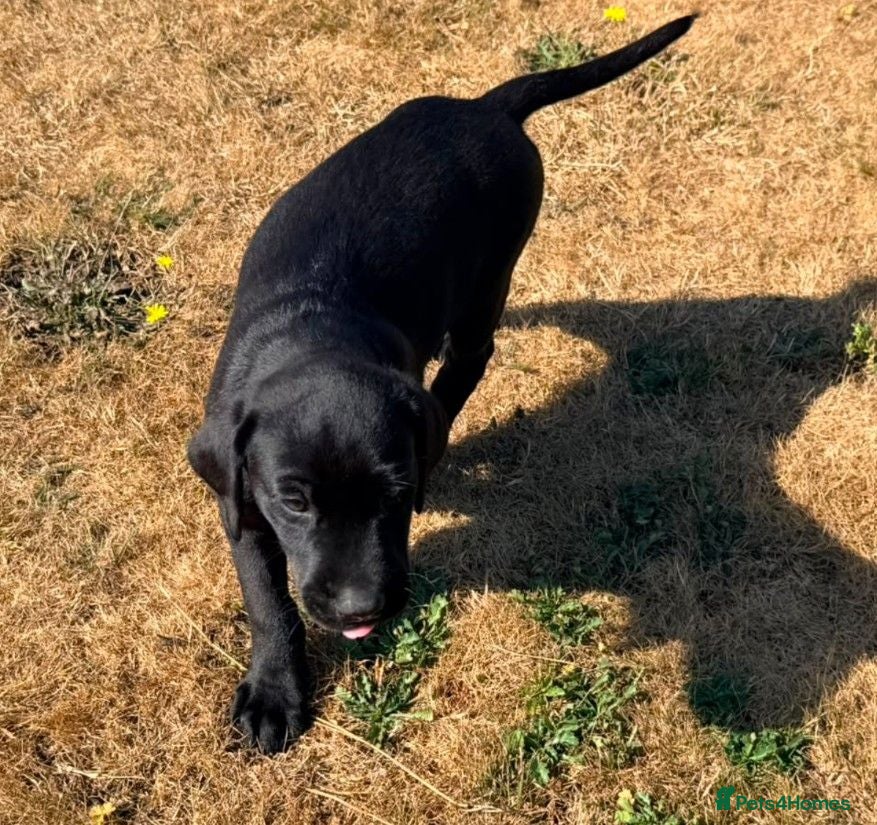 Labrador Retriever dogs * 1 stunning boy available*  - Advert 2