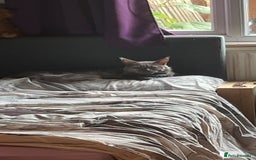 Maine Coon cats for sale: Female Mainecoon 4 years old  - Image 1
