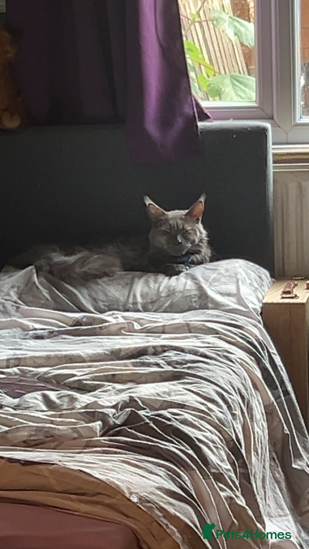 Maine Coon cats for sale: Female Mainecoon 4 years old  - Image 1