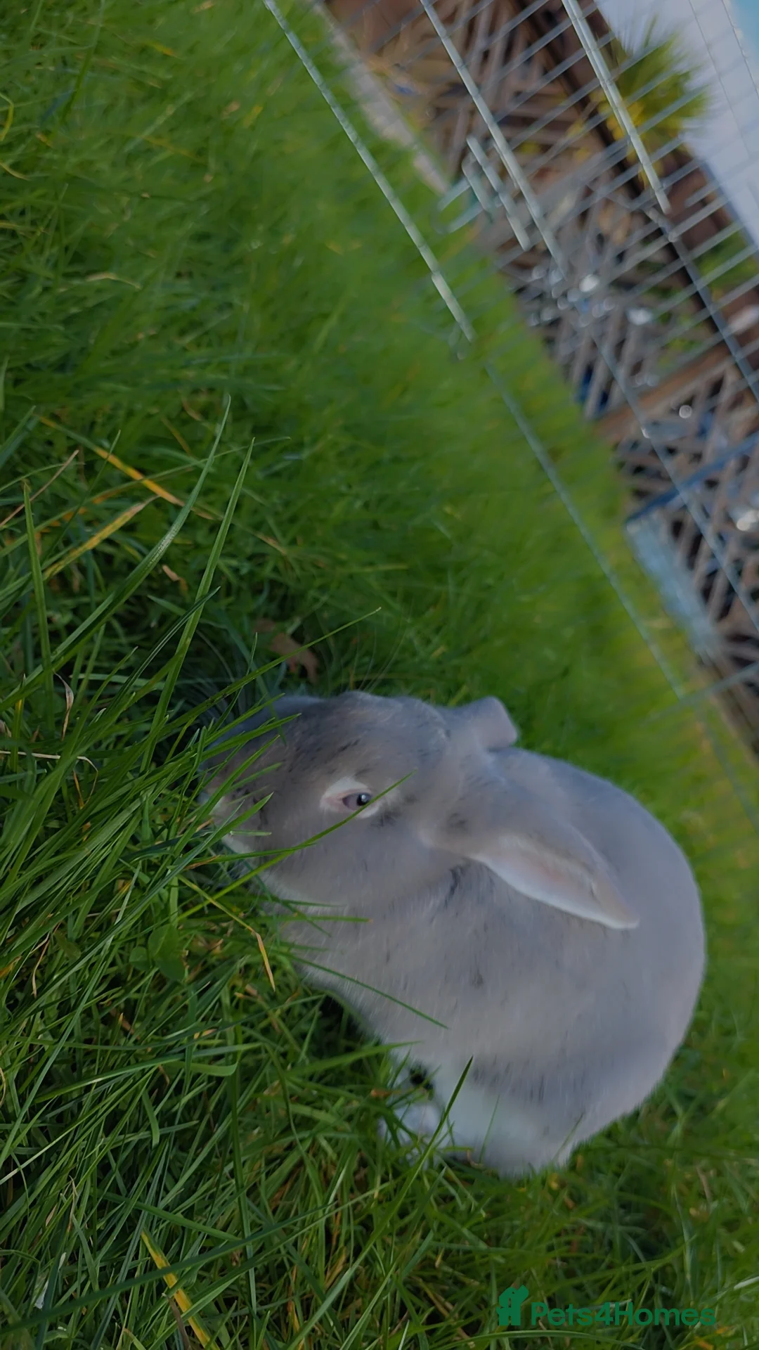 Mixed Breed rabbits for sale: Baby Bunnies  in Ripon - Advert 2