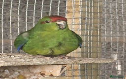 Mixed Breed birds for sale: Avairy birds - Image 3