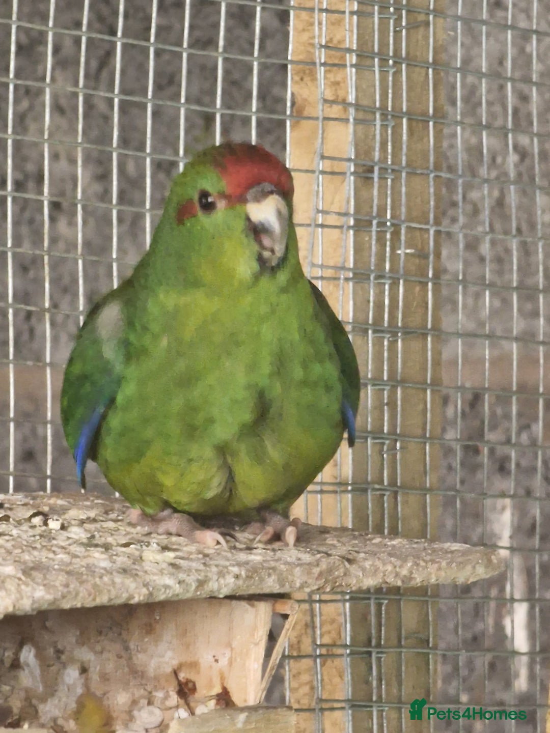 Mixed Breed birds for sale: Avairy birds - Image 3