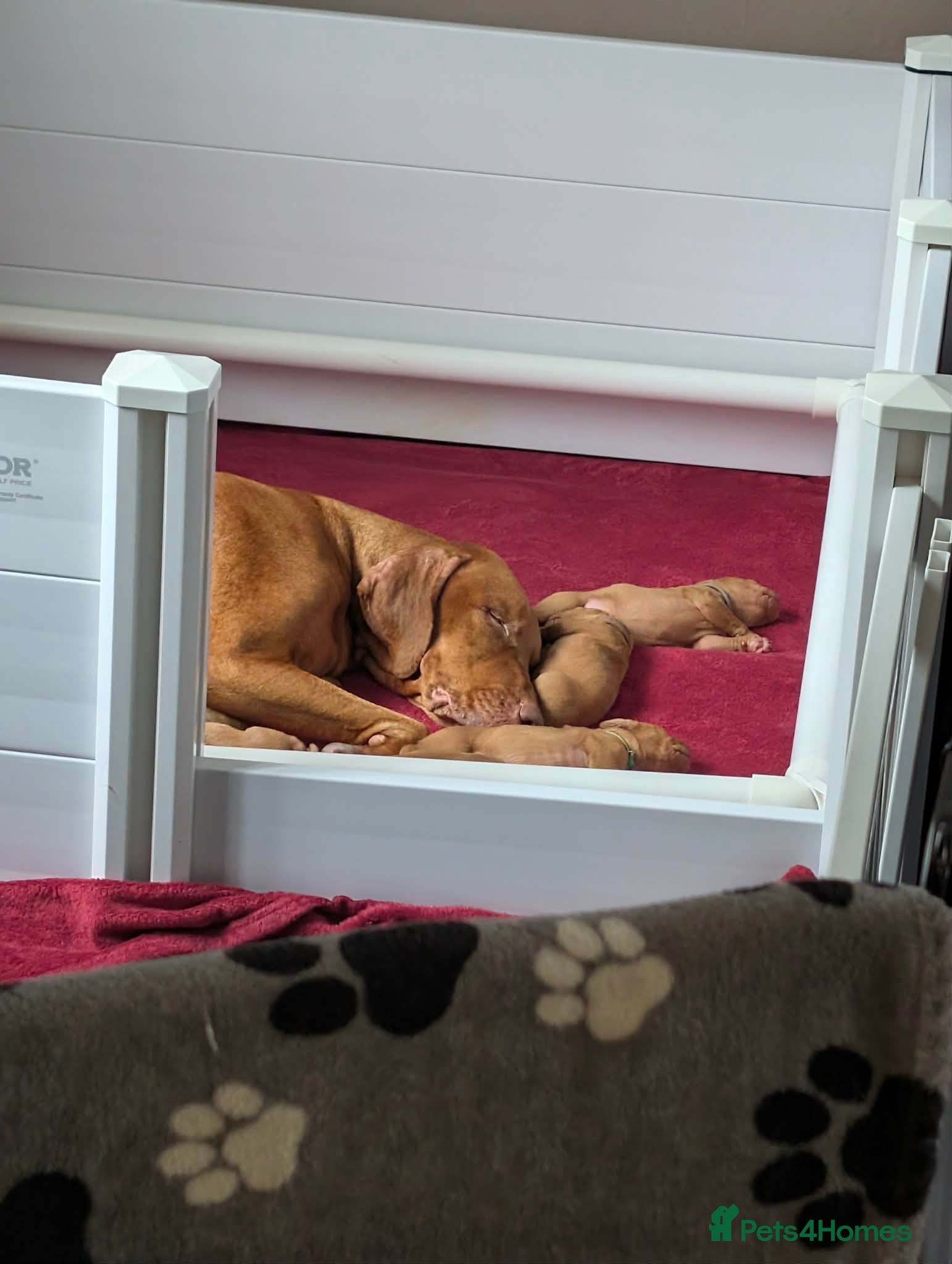Hungarian Vizsla dogs Hungarian Vizsla Litter waiting list  - Advert 7