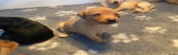 Labrador Retriever dogs for sale: KC REG Yellow/fox red and Black Labrador puppies  - Advert 5