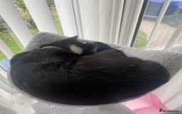 Mixed Breed cats for sale: 2 bonded males needs a home asap - Image 4