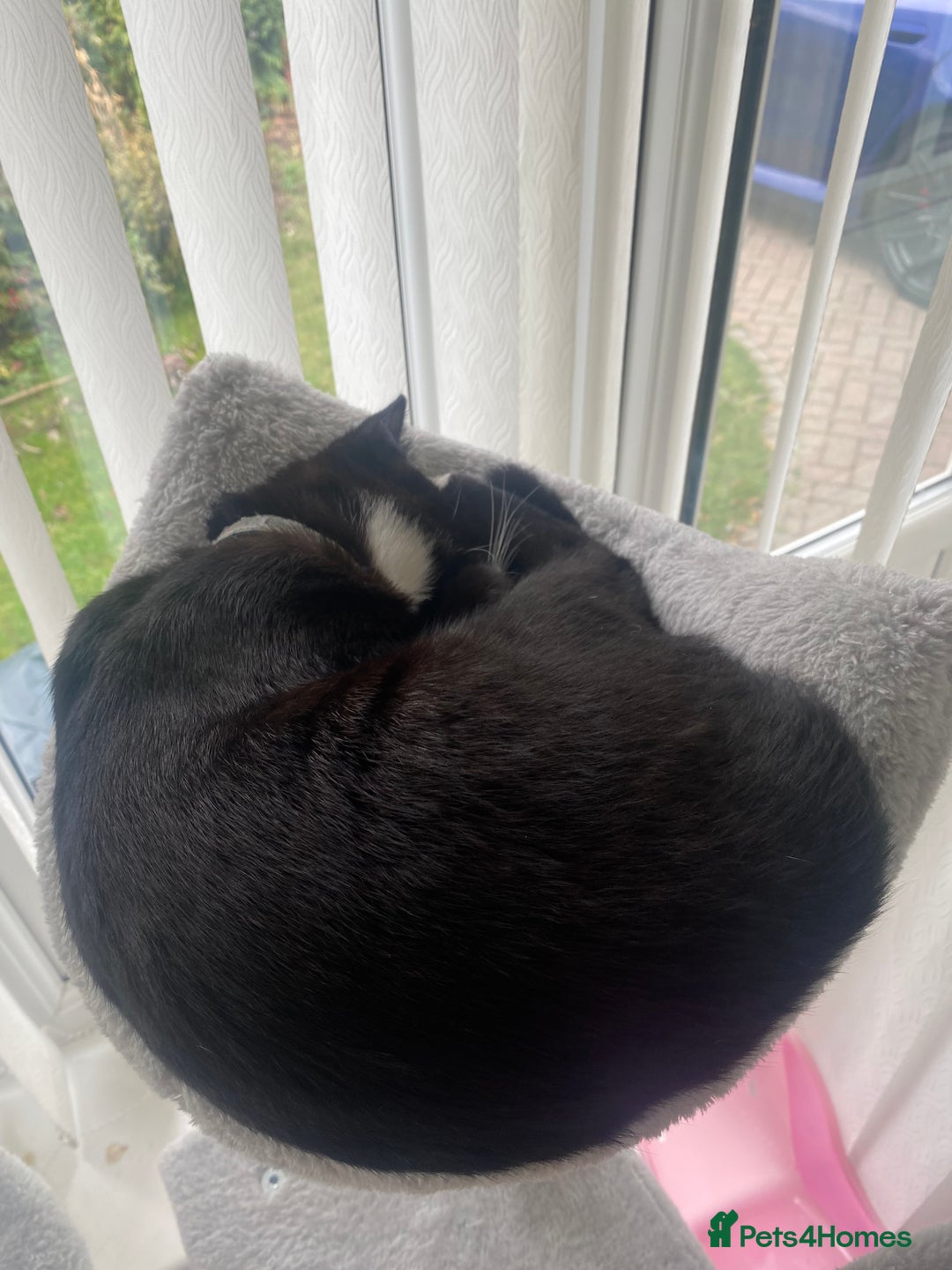 Mixed Breed cats for sale: 2 bonded males needs a home asap - Image 4