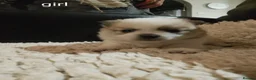 Pomchi dogs for sale: 5 beautiful pomchi puppies for sale - Advert 14