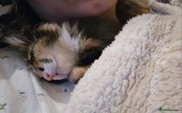 Domestic Shorthair cats for sale: Lovely Kitten to be rehomed - Image 3