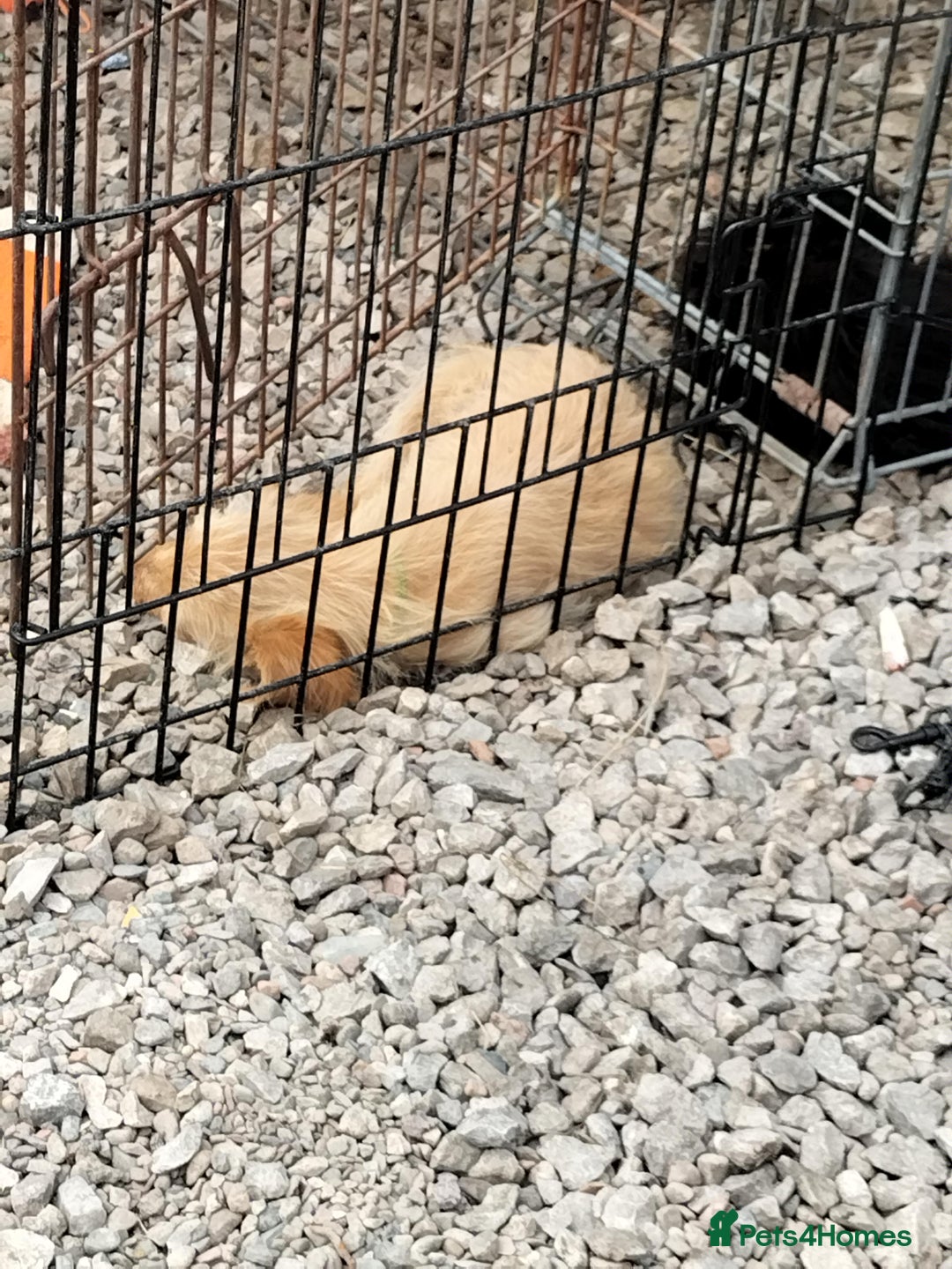 Labradoodle dogs for sale: Miniature Labradoodle puppies  - Image 13