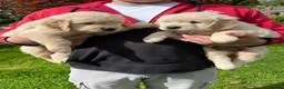 Golden Retriever dogs for sale: Beautiful Golden Retriever Puppies - Advert 7