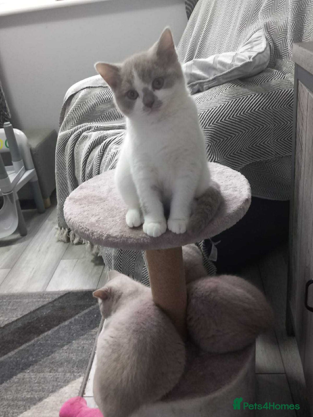 British Shorthair cats for sale: quality kittens gccf registered - Image 24