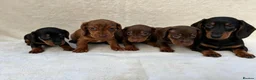 Miniature Dachshund dogs for sale: Dachshund 4 Boys available  - Advert 16