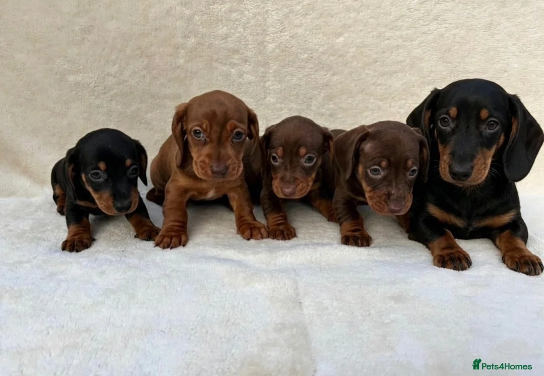 Miniature Dachshund dogs for sale: Dachshund 4 Boys available  - Advert 16