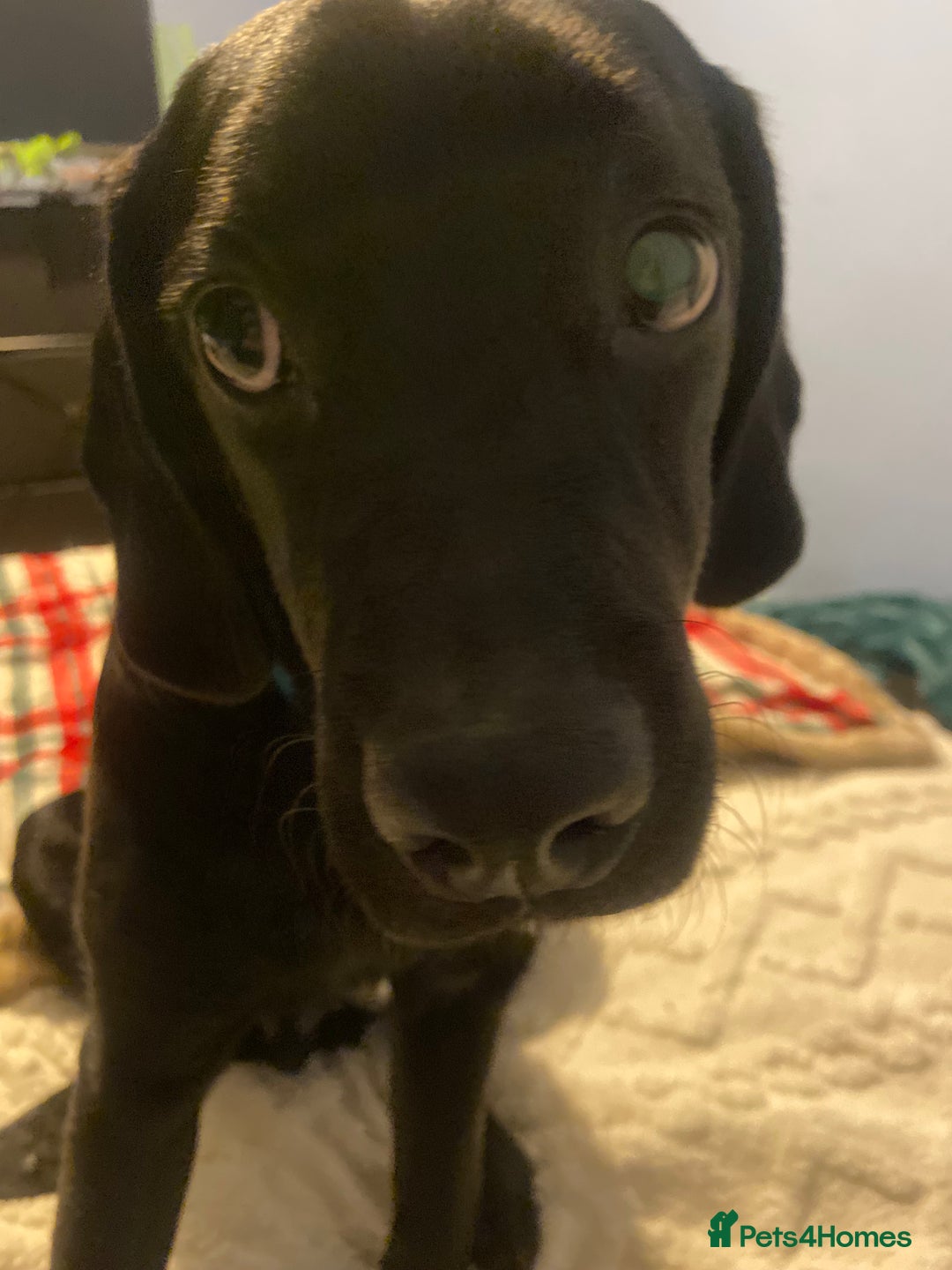 Mixed Breed dogs for sale: Rehoming a 7 Month old labradoodle ❤️ - Advert 5