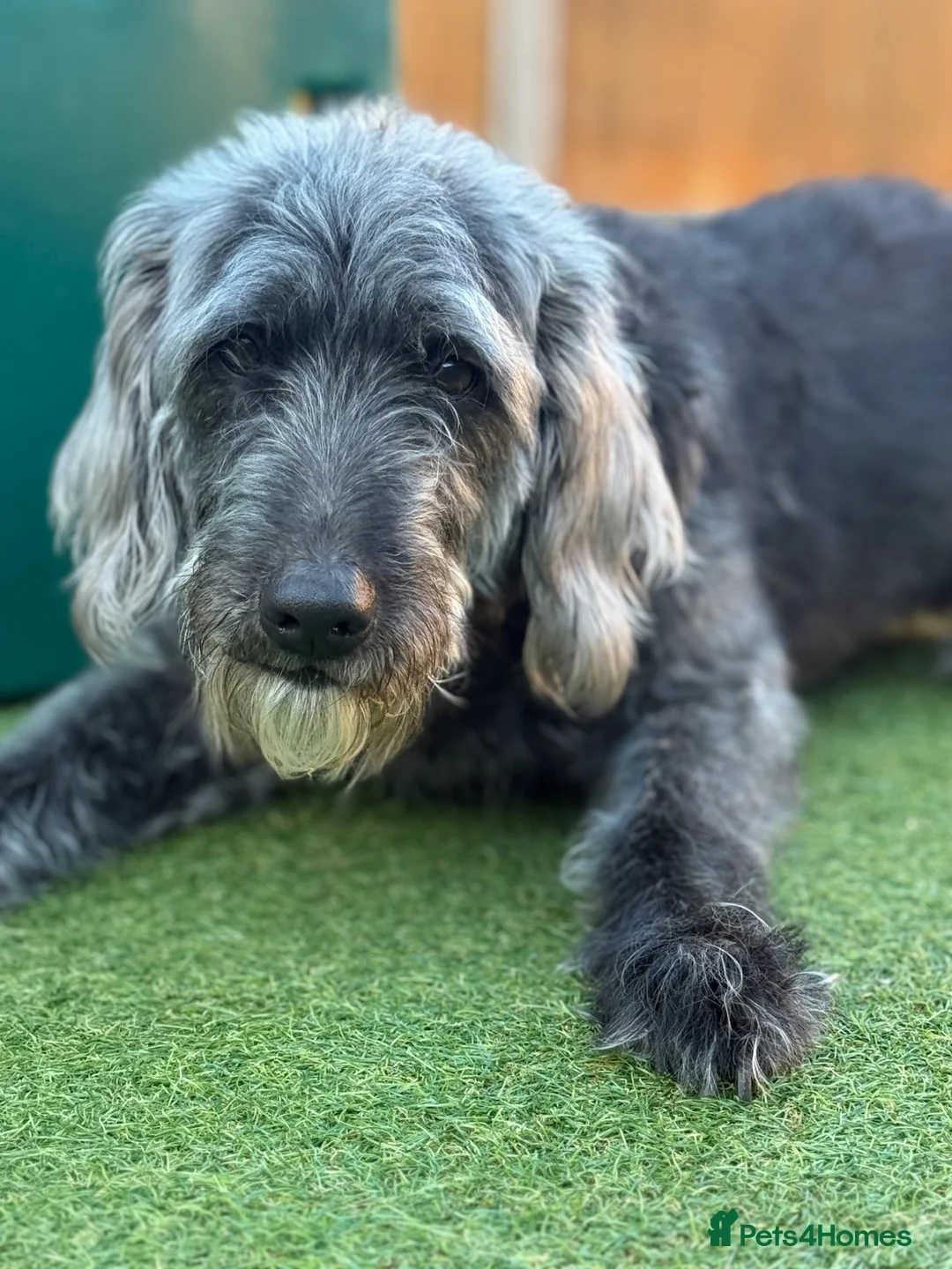 Labradoodle dogs for sale: Beautiful family dog, labradoodle  in Kidderminster - Advert 2