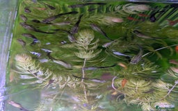 Live Bearers fish for sale: Live bearers looking for a home - Image 4