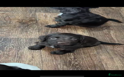 Sprocker dogs for sale: Sprocker spaniel puppies  - Image 1