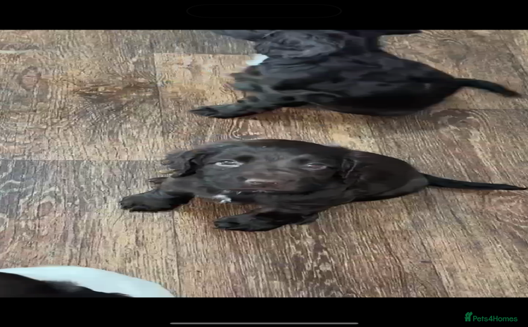 Sprocker dogs - Advert 9