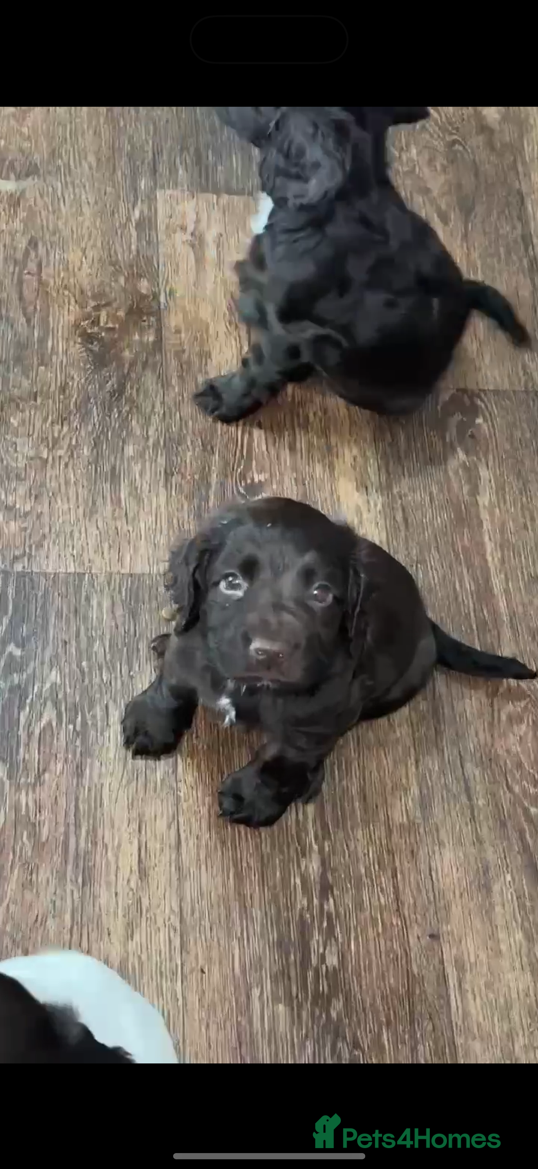Sprocker dogs for sale: Sprocker spaniel puppies  - Image 1