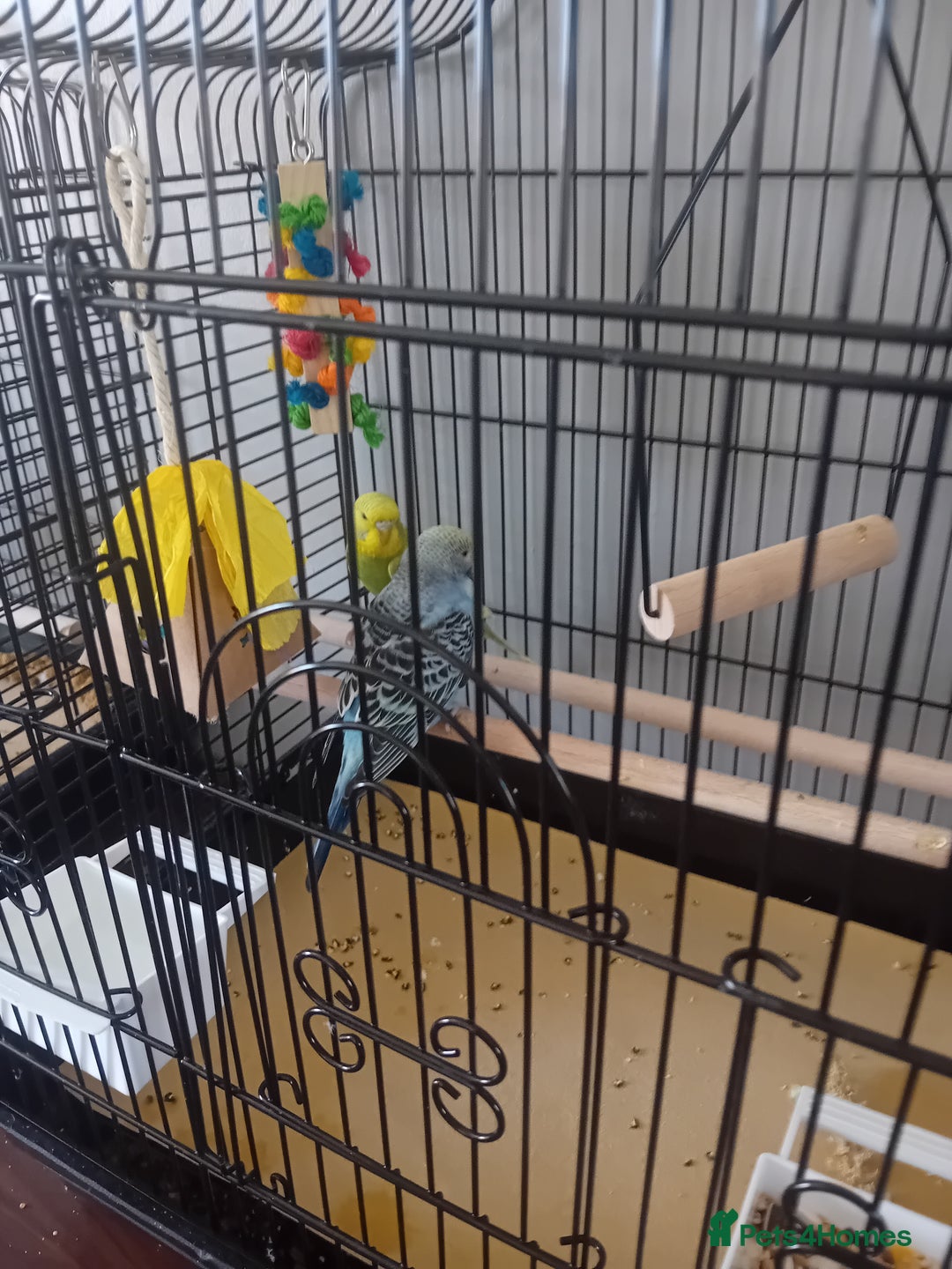 Parakeets birds for sale: 3 budgies 1 pocket parrott - Image 1