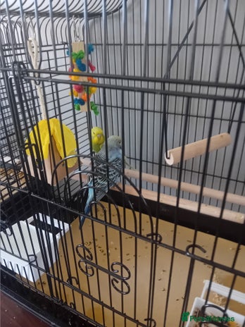 Parakeets birds - Advert 15