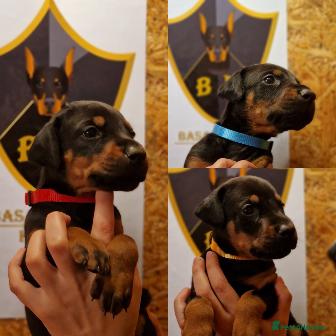 Dobermann dogs for sale: 🐾 Dobermann puppies/KC reg🐾 Top Pedigree - Advert 7