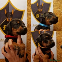 Dobermann dogs 🐾 Females available/KC reg🐾 Top Pedigree - Advert 1