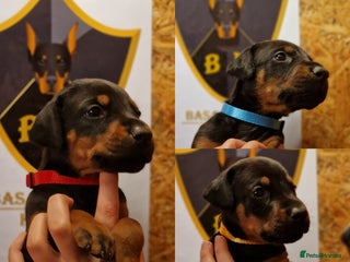 Dobermann dogs 🐾 Females available/KC reg🐾 Top Pedigree - Advert 8