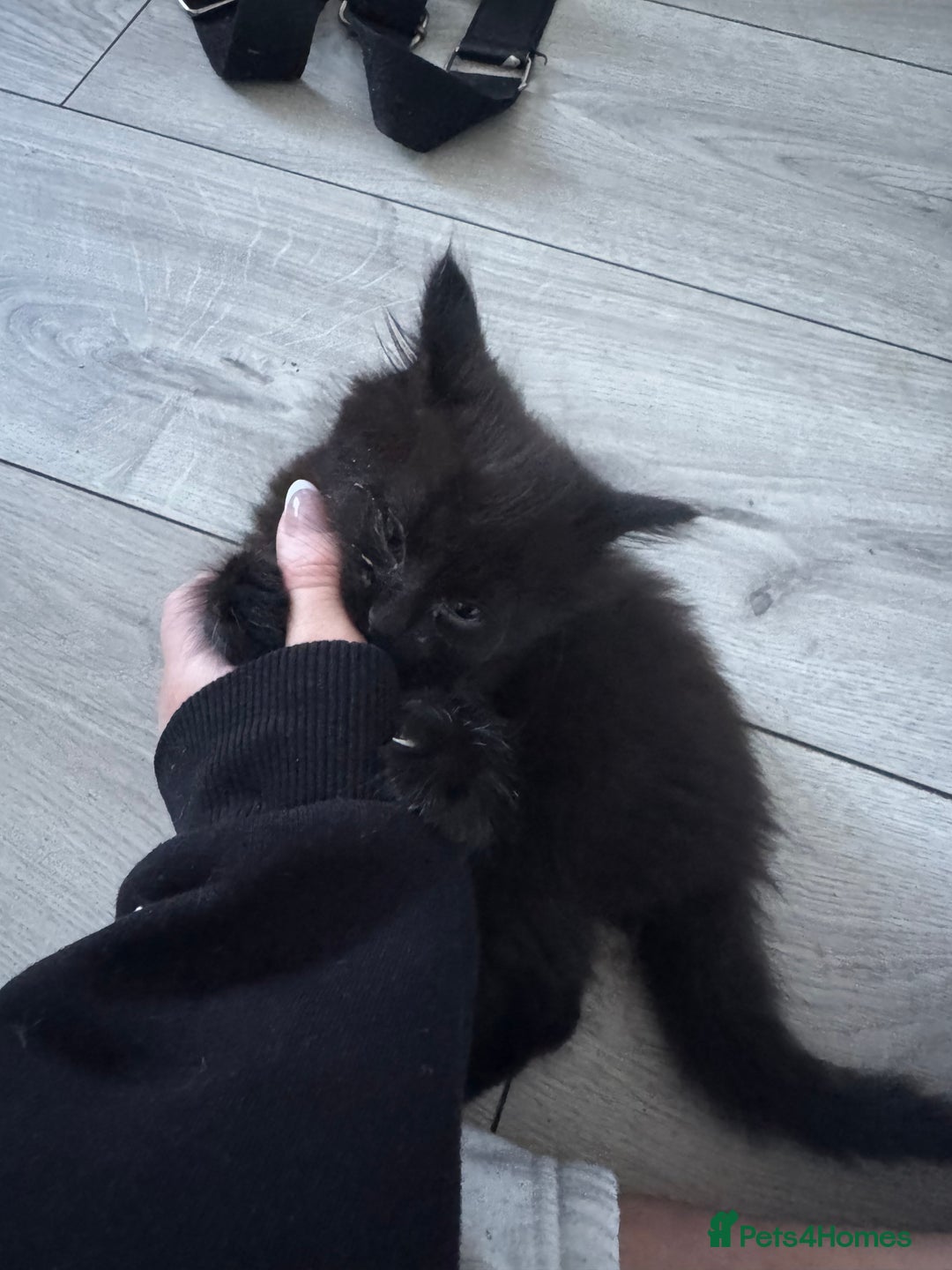 Domestic Shorthair cats for sale: 4 fluffy domestic kittens for sale  - Image 4