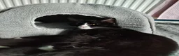 Mixed Breed cats for sale: 4 kitten looking for lovely home  - Advert 2