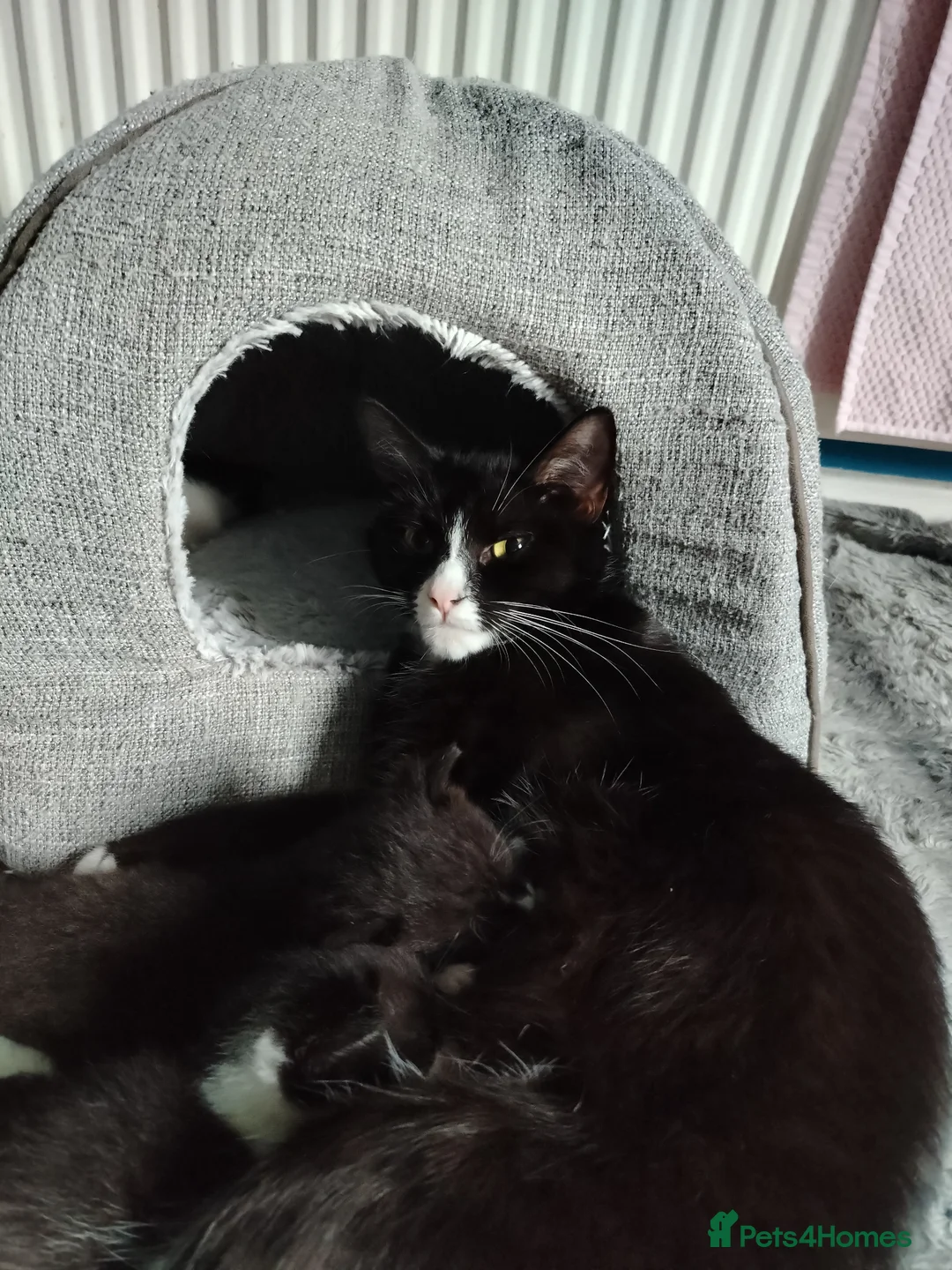 Mixed Breed cats for sale: 4 kitten looking for lovely home  - Advert 2