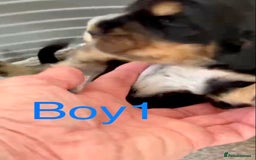 Cocker Spaniel dogs for sale: Kc show extensive health tests beautiful colours - Image 15