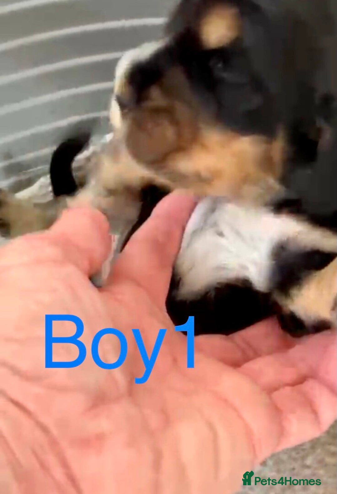 Cocker Spaniel dogs for sale: Kc show extensive health tests beautiful colours - Image 15