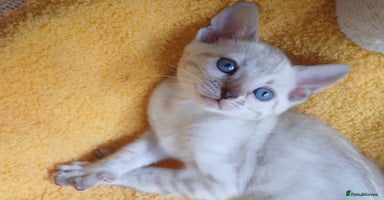 Bengal cats - Advert 15
