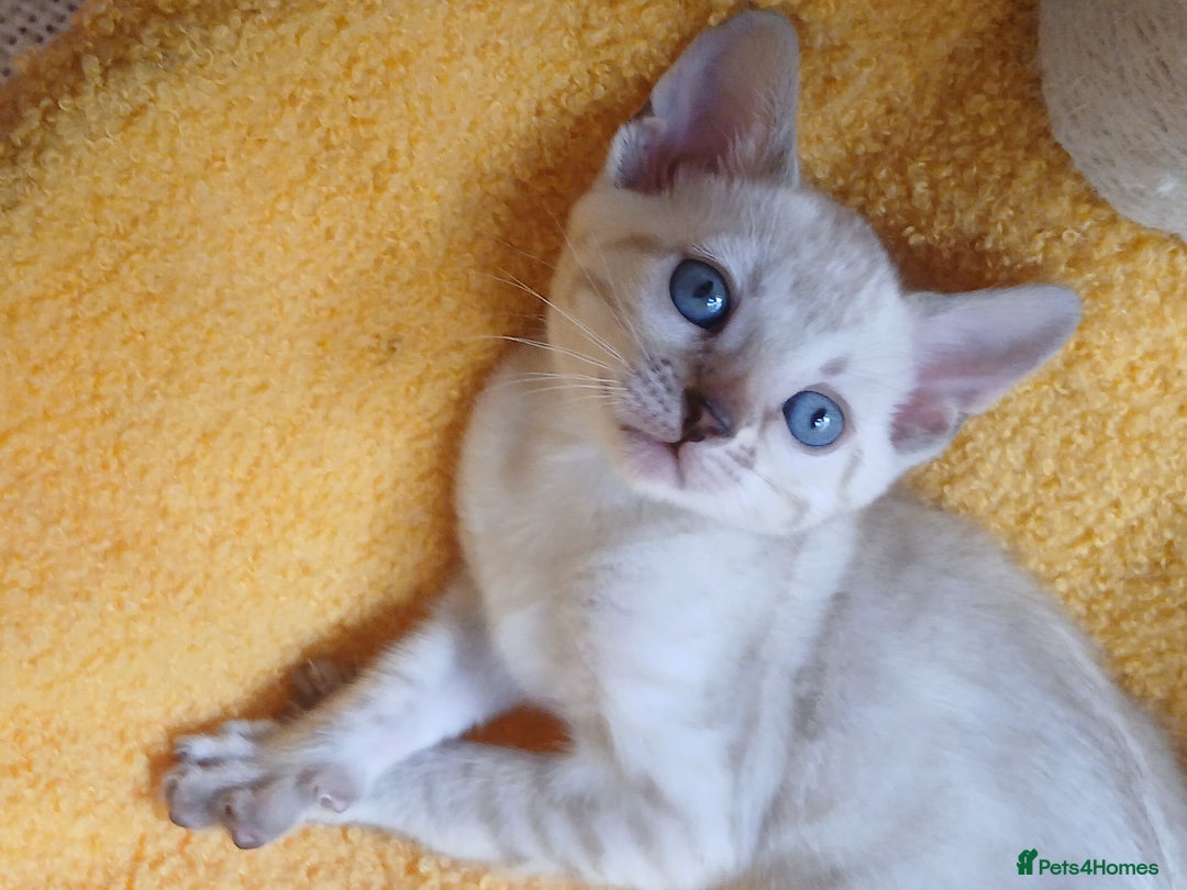 Bengal cats for sale: TICA Family-raised Bengal Kittens Vet Checked - Image 20