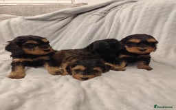 Cockapoo dogs for sale: 🐶Beautiful F1 Cockapoo Puppies🐾 - Image 9