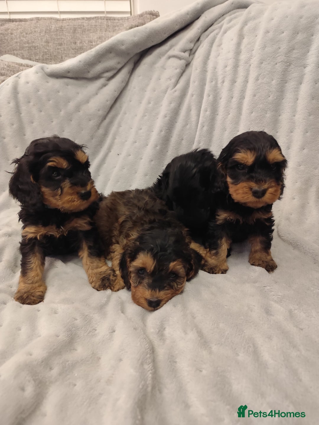 Cockapoo dogs for sale: 🐶Beautiful F1 Cockapoo Puppies🐾 - Image 9