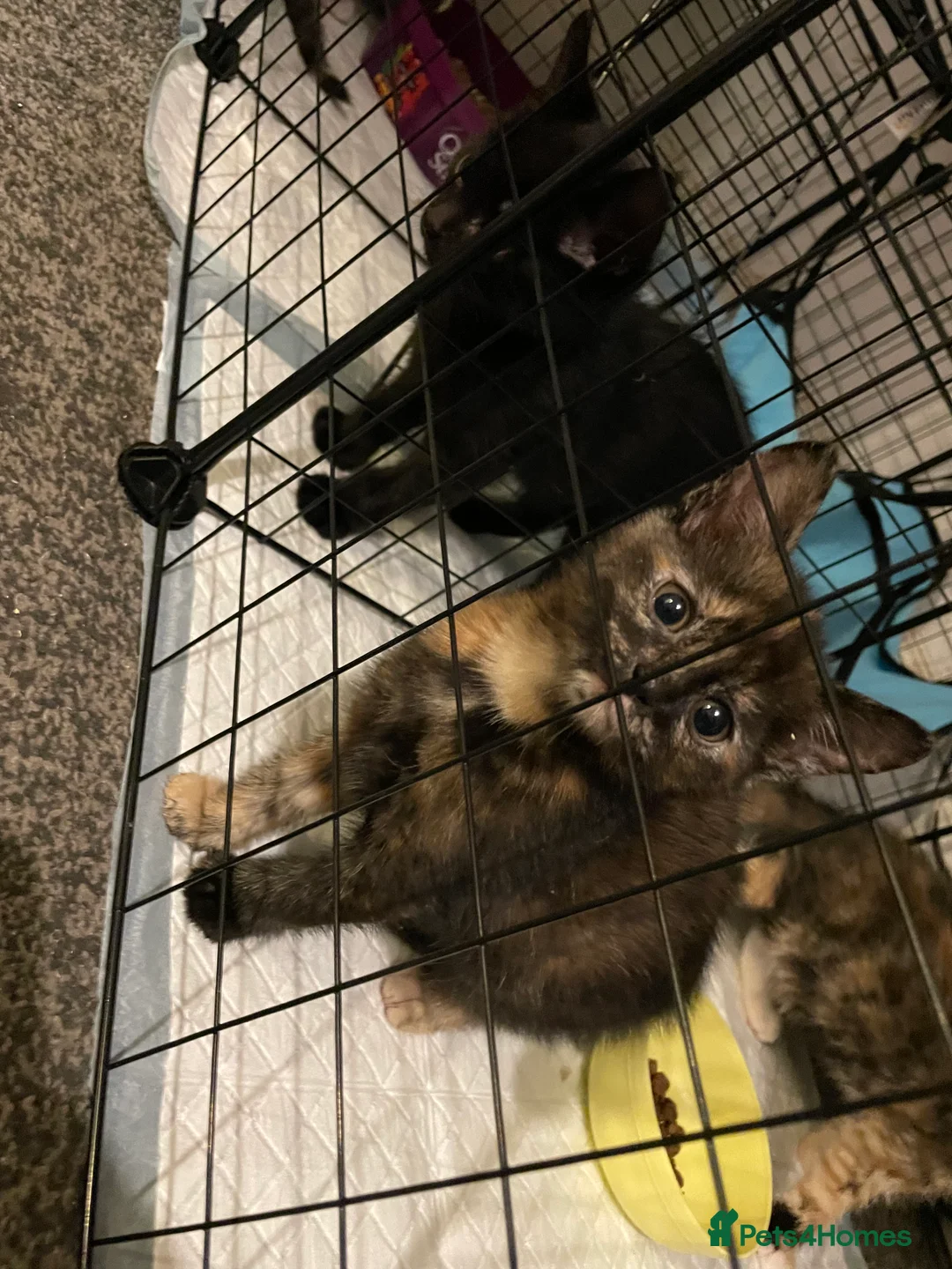 Mixed Breed cats for sale: Colourful kittens looking for home 🩷 - Advert 8