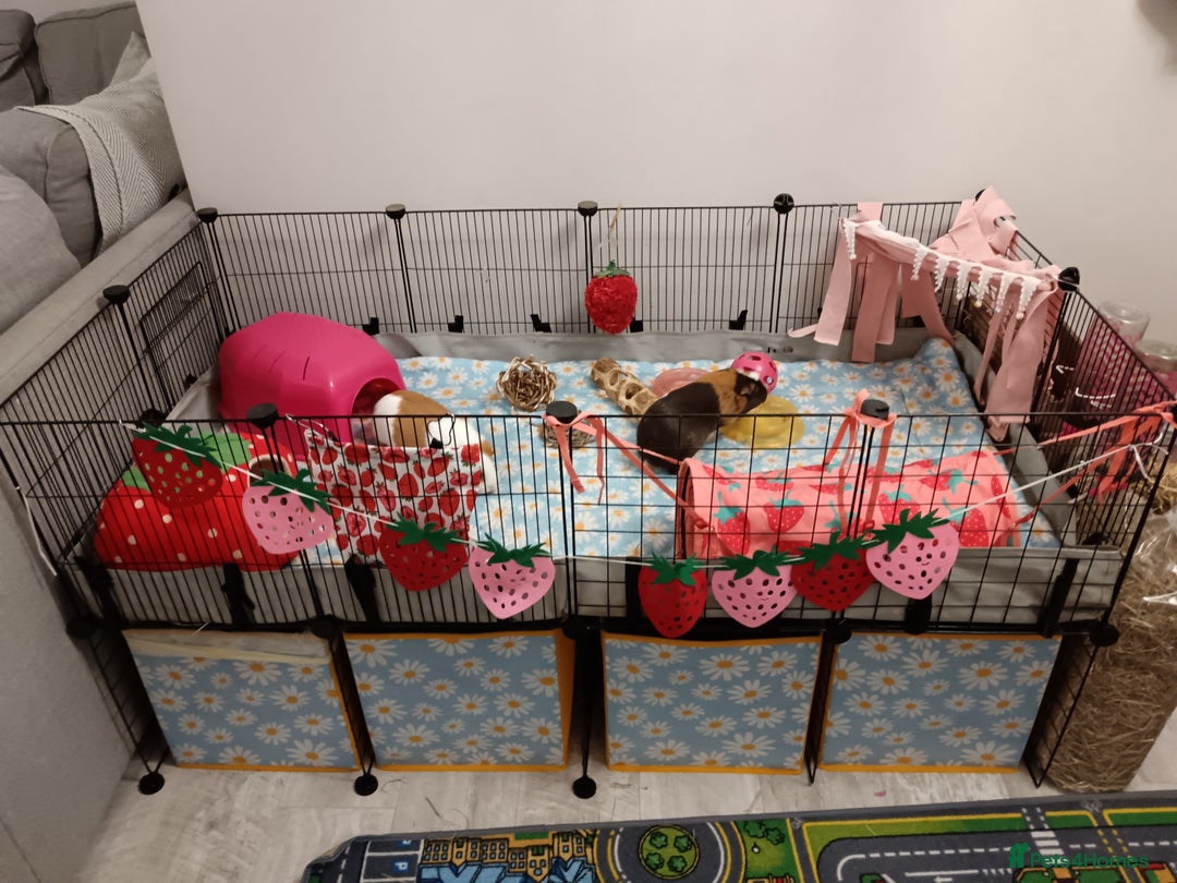 Guinea Pig rodents for sale: Guinea pigs - Advert 1