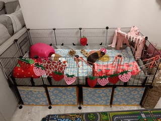 Guinea Pig rodents Guinea pigs - Advert 16