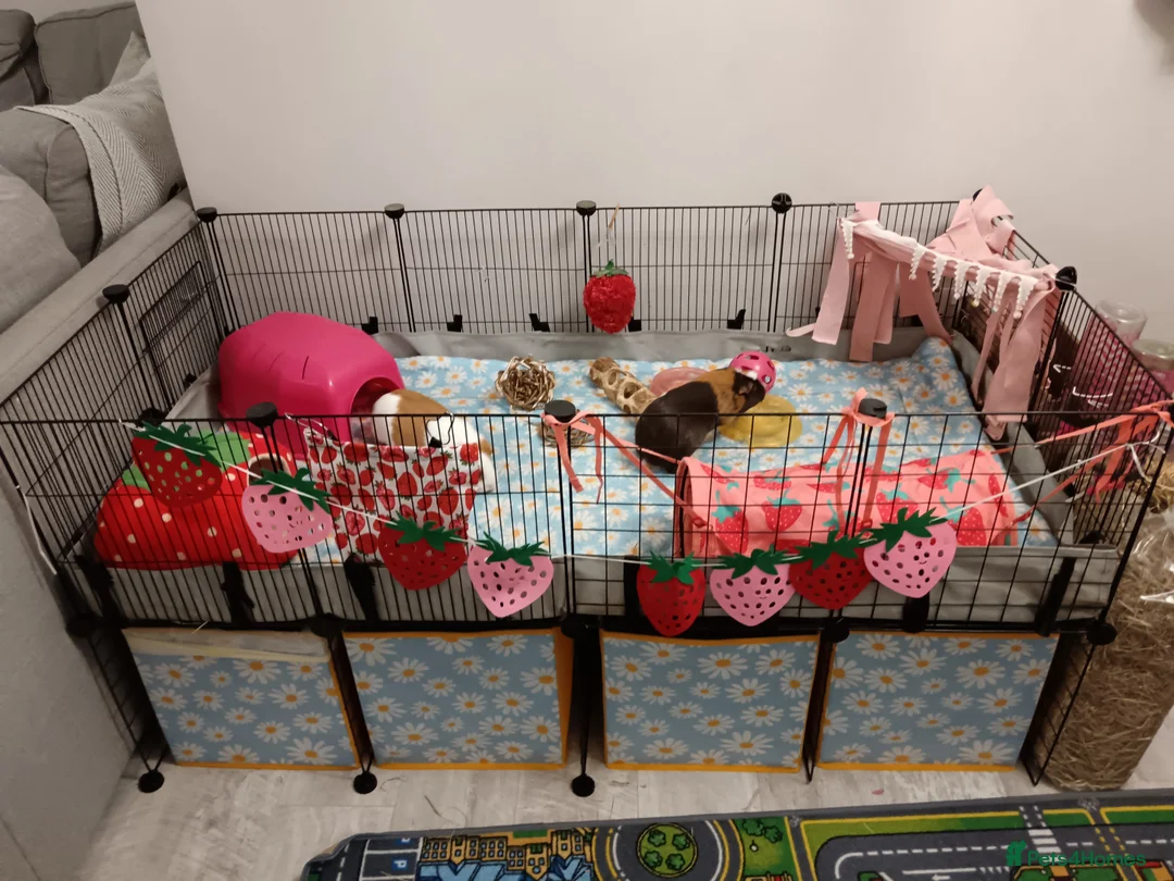 Guinea Pig rodents for sale: Guinea pigs - Advert 1