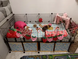 Guinea Pig rodents Guinea pigs - Advert 5