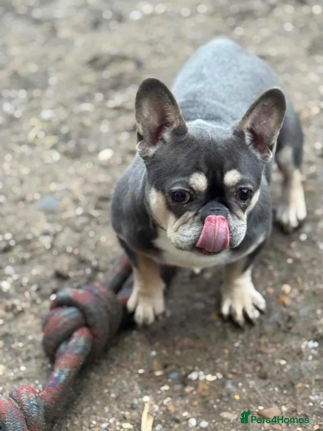 French Bulldog dogs for sale: Female french bulldog in Leicester - Advert 2