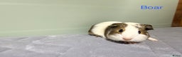 Guinea Pig rodents for sale: Baby guinea pigs  - Advert 6